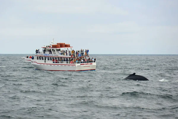 Bultrug Walvis Breekt Uit Het Water Voor Whale Watching Boat — Stockfoto
