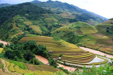 Altın teraslı pirinç tarlaları de Mu Cang Chai, Yen Bai Eyaleti, Vietnam