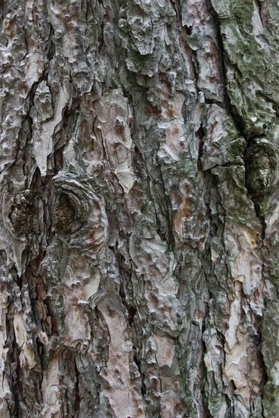 Tree bark — Stock Photo, Image