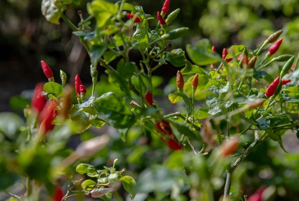 Röd Chilipeppar Som Växer Den Ekologiska Grönsaksträdgården Inget Fokus Specifikt — Stockfoto