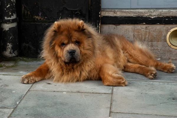 Brown Chow Chow Λυπημένος Σκύλος Βρίσκεται Στο Κατώφλι Του Σπιτιού — Φωτογραφία Αρχείου