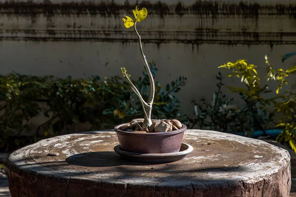 Adenium Obesum Woestijn Roos Bloem Een Keramische Pot Mooie Vorm — Stockfoto