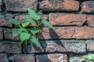 Çatlak beton, eski tuğla duvar arkaplanının yakın çekimi. Arkeolojik alan. Duvarda metin için yeri olan desen, özellikle odak yok..