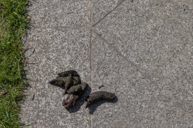 Dog feces dry on the ground street. dog on floor, Dog shit on the street, Concept of picking up dog waste shit, cleaning city urban environment. No focus, specifically.