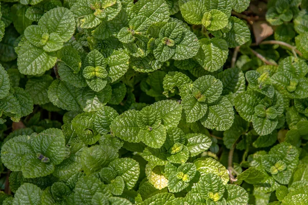 Hojas Verdes Fondo Menta Pilea Nummulariifolia Las Hojas Hierbas Crecen — Foto de Stock