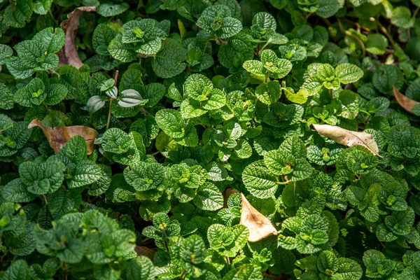 Hojas Verdes Fondo Menta Pilea Nummulariifolia Las Hojas Hierbas Crecen — Foto de Stock