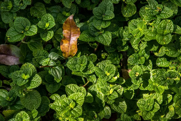 Menta Háttér Zöld Levelek Pilea Nummulariifolia Növényi Levelek Nőnek Zöldségkertben — Stock Fotó