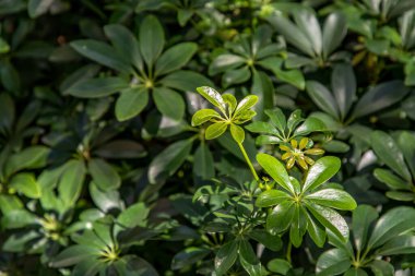Botanik arka planı ve doğa duvar kağıdı olarak Schefflera Arboricola 'nın yeşil yaprakları veya Minyatür şemsiye (Hayata). Seçici odak.