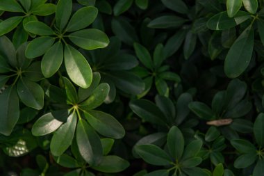 Botanik arka planı ve doğa duvar kağıdı olarak Schefflera Arboricola 'nın yeşil yaprakları veya Minyatür şemsiye (Hayata). Seçici odak.