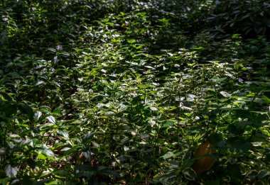 Arkaplan yeşili yapraklar. Yapraklar bahçede yetişir. Tam olarak odaklanamıyorum..