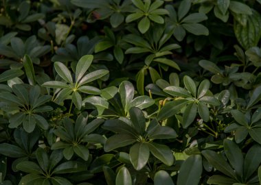 Botanik arka planı ve doğa duvar kağıdı olarak Schefflera Arboricola 'nın yeşil yaprakları veya Minyatür şemsiye (Hayata). Seçici odak.