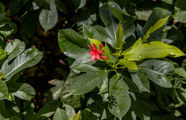 Jatropha Integerrima Commonly Known Peregrina Spicy Jatropha Decorative Shrub Border — Stock Photo, Image