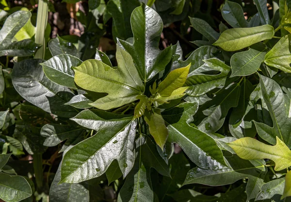 Jatropha Integerrima Commonly Known Peregrina Spicy Jatropha Decorative Shrub Border — Stock Photo, Image