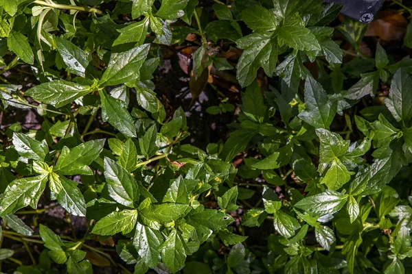 Many Sphagneticola Trilobata Green Leaves Texture Background Tropical Green Grass — Stock Photo, Image