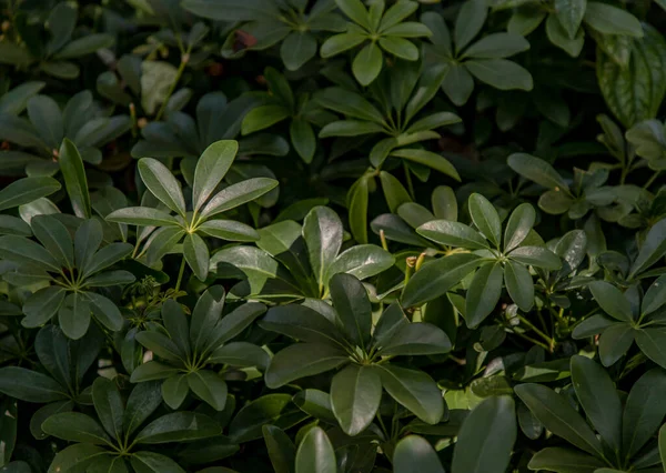 Zöld Levelek Schefflera Arboricola Vagy Miniatűr Esernyő Hayata Botanikai Háttér — Stock Fotó