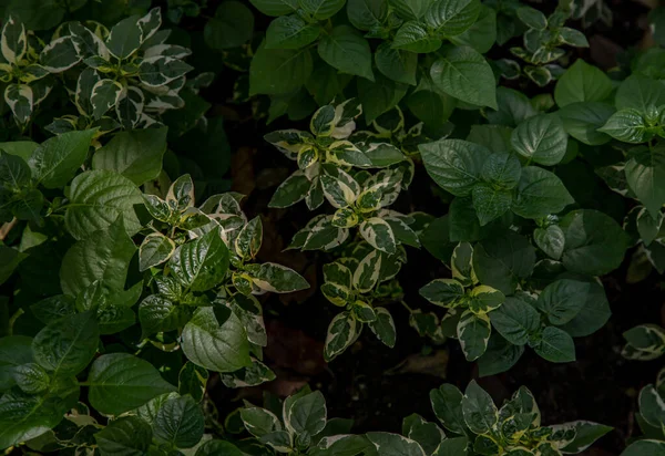 Euonymus Fortunei Levelek Kertben Zöld Sárga Levél Háttér Szelektív Fókusz — Stock Fotó