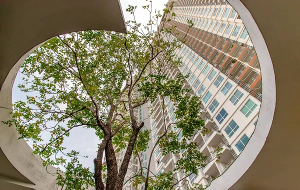 泰国曼谷 2020年12月9日 在夏季的建筑中间的一棵大树 绿色生活理念的建筑设计 环境友好型建筑设计 生态概念 有选择的重点 — 图库照片