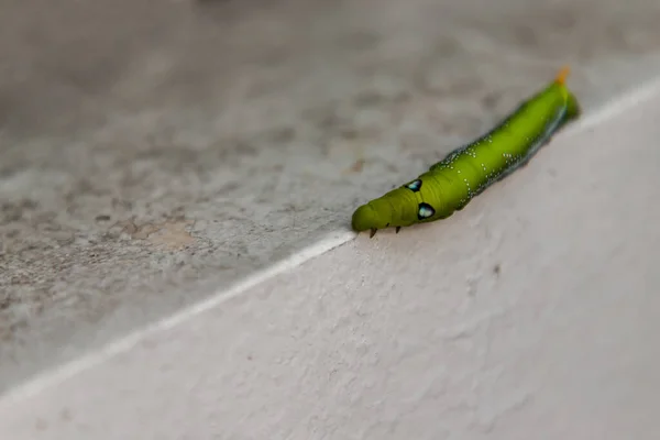 大型绿色蠕虫或Oleander Hawk蛾毛毛虫 Daphnis Nerii 狮身人面像 在白墙边缘爬行的特写 没有重点 特别是 — 图库照片