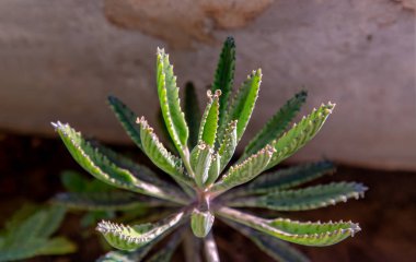 Kalanchoe Delagoensis 'e yakın çekim. Bitki aynı zamanda Milyonların Anası, Şeytanın Omurgası ve Chandlier Bitkisi olarak da bilinir. Seçici odak.