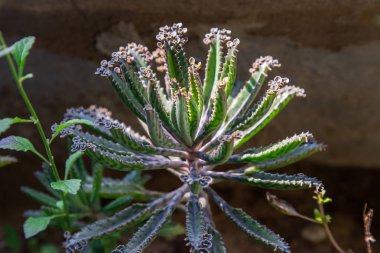 Kalanchoe Delagoensis 'in küçük tomurcukları. Bitki aynı zamanda Milyonların Anası, Şeytanın Omurgası ve Chandlier Bitkisi olarak da bilinir..