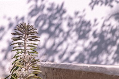 Kalanchoe Delagoensis 'in yan görüntüsü. Bitki aynı zamanda Milyonların Anası, Şeytanın Omurgası ve Chandlier Bitkisi olarak da bilinir. Boşluğu kopyala, Seçici odak.