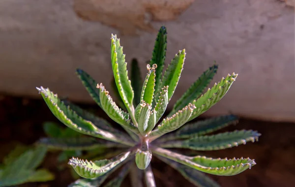 Kalanchoe Delagoensis 'e yakın çekim. Bitki aynı zamanda Milyonların Anası, Şeytanın Omurgası ve Chandlier Bitkisi olarak da bilinir. Seçici odak.