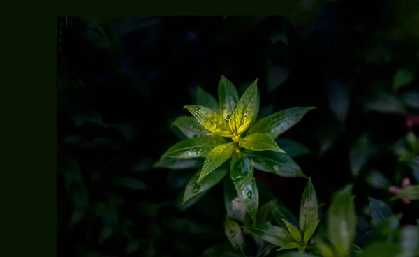 水滴在金银花或菊科的绿叶上 是一种美丽的黑色背景植物 自然概念 复制空间 选择性焦点 — 图库照片