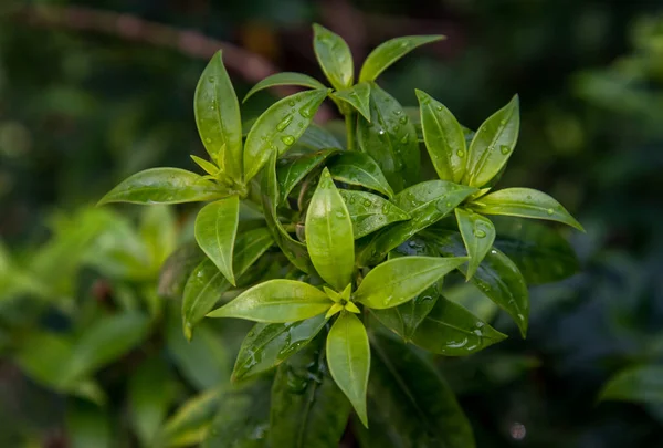 Σταγόνες Νερού Πράσινα Φύλλα Της Allamanda Cathartica Apocynaceae Είναι Ένα — Φωτογραφία Αρχείου