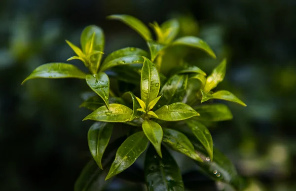 Water Drops Green Leaves Allamanda Cathartica Apocynaceae Beautiful Plant Garden — Stock Photo, Image