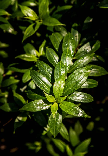 Капли Воды Зеленых Листьях Allamanda Cathartica Apocynaceae Красивое Растение Саду — стоковое фото