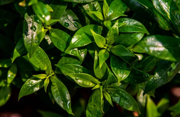 Víz Csepp Zöld Levelek Allamanda Cathartica Vagy Apocynaceae Egy Gyönyörű — Stock Fotó