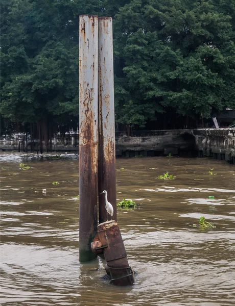 Oiseau Aigrette Blanc Perché Sur Bouée Fer Rivière Chao Phraya — Photo