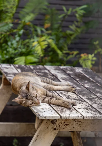 Симпатичная Кошка Спит Деревянном Столе Парке Уличная Кошка Избирательный Фокус — стоковое фото