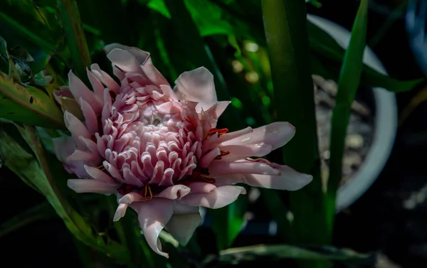 池中盛开的粉红色荷花 莲花是亚洲水疗和佛教的标志 是有选择的焦点 — 图库照片