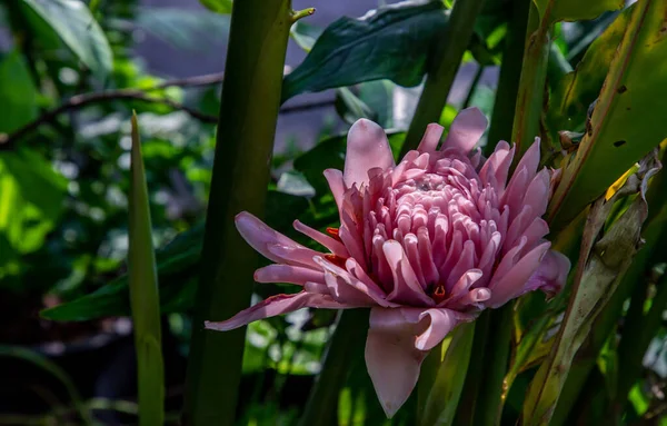 Full blossoming pink lotus flower with leaf in pool. Lotus is logo of spa and buddhism in asia, Selective focus.