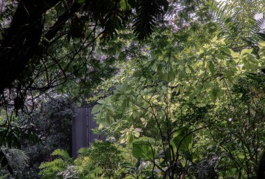 Huzurlu bir bahçedeki taze yeşil ağaçlar. Seçici odak.