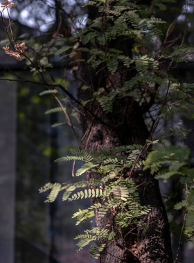 Güneş ışığı genç yeşil yaprağın arasından geçti ve büyük ağacın gölgesini oluşturdu. Seçici odak.