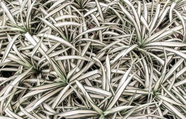 Bitkinin doğal arkaplanı, klorofitum, örümcek bitkisi, kopyalama alanı, seçmeli odak.