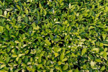 Yeşil boxwood 'un (Buxus sempervirens) soyut arkaplanı. Yeşillik yaprakları. Yeşil yaprakların arka planı, doğa kavramı. Boşluğu kopyala, Seçici odak.