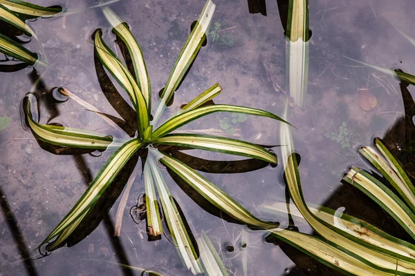 Green Chlorophytum Comosum Aka Spider Plant Flooded Heavy Rains Reflections — Foto de Stock