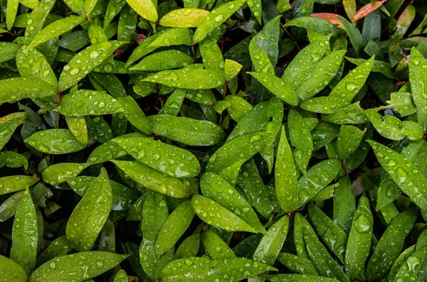 Water Drops Red Leaf Photinia Photinia Glabra Robin Rains Flower — Stock Photo, Image