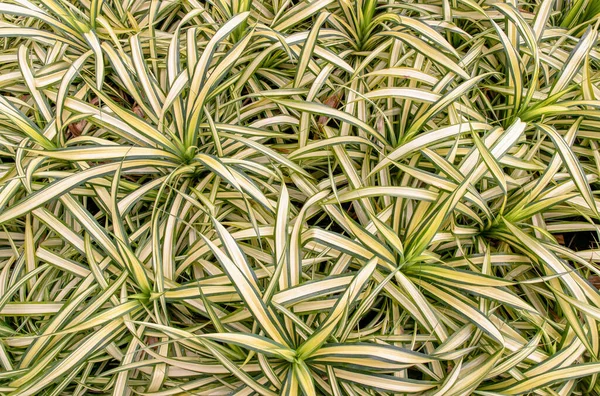 Természeti Háttér Növény Chlorophytum Comosum Pók Növény Másolás Tér Szelektív — Stock Fotó