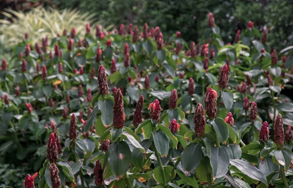 Virágzó Piros Indiai Fej Gyömbér Virág Vagy Piros Costus Spicatus — Stock Fotó