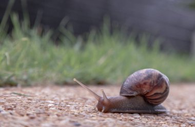 Taş zeminde kahverengi çizgili bir kabuğu olan siyah achatina salyangozu. Konsept yavaş çalışır, boşluğu kopyala, seçmeli odak.