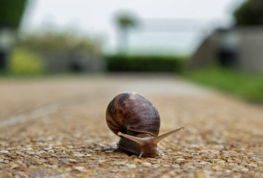 Taş zeminde kahverengi çizgili bir kabuğu olan siyah achatina salyangozu. Konsept yavaş ilerliyor, boşluğu kopyala, özellikle odaklanmadan..