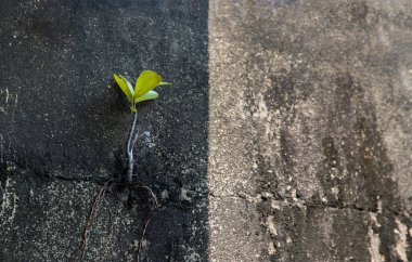 Genç ağaç, balkon evindeki eski beton duvarın çatlaklığından büyümeye çalışıyor. Eski alçı duvarlar çatlamış, varyasyon ve cesaret kavramı, içerik eklemek için alanı kopyalamak, özellikle odak yok,.