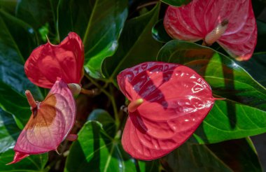 Anthurium, bahçedeki kırmızı kalp şeklinde bir çiçektir (Tailflower, Flamingo, Laceleaf). Arka plan olarak koyu yeşil yapraklar çiçekleri güzel gösteriyor, Anthuriums konukseverliği sembolize ediyor, seçici odaklanma.