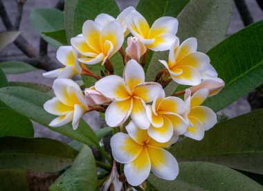 Yeşil yaprak arka planında beyaz sarı plumeria frangipani çiçekleri (Leelawadee) grubu. Thai Güzel ve Muhteşem çiçekler,