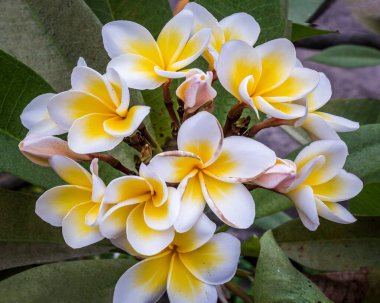 Yeşil yaprak arka planında beyaz sarı plumeria frangipani çiçekleri (Leelawadee) grubu. Thai Güzel ve Muhteşem çiçekler,