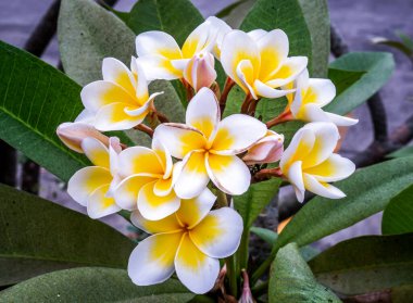 Yeşil yaprak arka planında beyaz sarı plumeria frangipani çiçekleri (Leelawadee) grubu. Thai Güzel ve Muhteşem çiçekler,